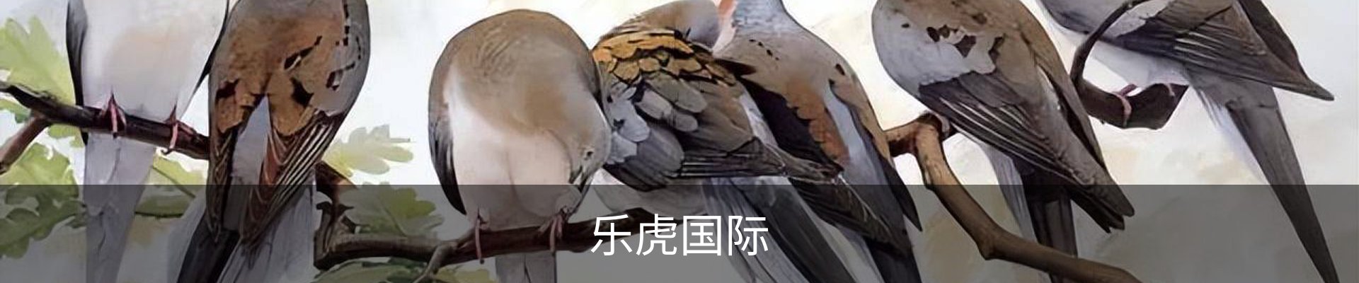 乐虎国际